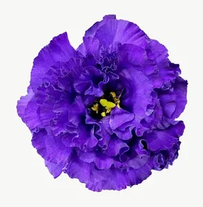Purple carnation flower PNG with transparent background, real photo cutout