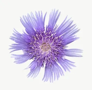 Purple cornflower PNG with transparent background, real photo cutout