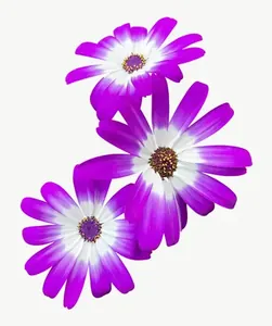 Purple daisy flower, close-up PNG with transparent background, real photo cutout
