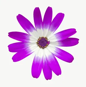 Purple daisy flower, loosely framed PNG with transparent background, real photo cutout