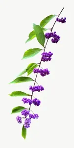 Purple flower vine PNG with transparent background, real photo cutout