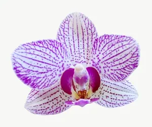 Purple orchid flower, close-up PNG with transparent background, real photo cutout