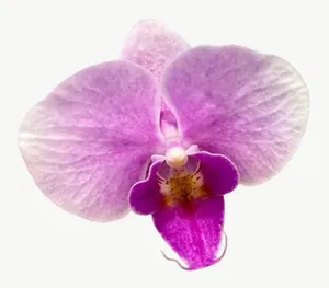 Purple orchid flower, loosely framed PNG with transparent background, real photo cutout