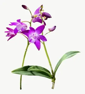 Purple orchid spray flower, round PNG with transparent background, real photo cutout