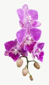 Purple orchid spray flower, tall PNG with transparent background, real photo cutout