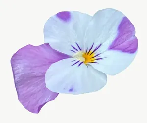 Purple pansy flower, close-up PNG with transparent background, real photo cutout