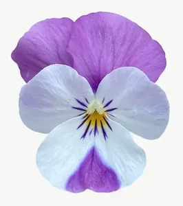 Purple pansy flower, loosely framed PNG with transparent background, real photo cutout