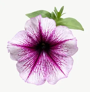 Purple petunia flower PNG with transparent background, real photo cutout