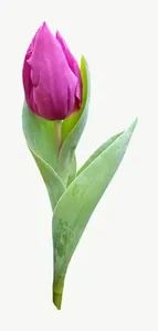 Purple tulip bud flower PNG with transparent background, real photo cutout