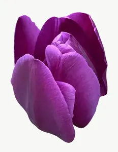 Purple tulip flower, tall PNG with transparent background, real photo cutout