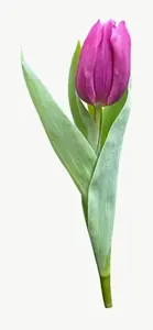 Purple tulip flower, tall, with stem PNG with transparent background, real photo cutout