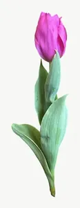 Purple tulip flower, tall, with stem, right-facing PNG with transparent background, real photo cutout