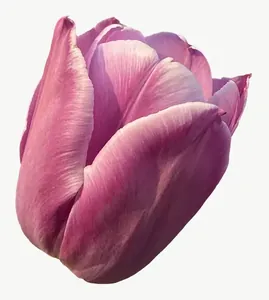Purple tulip flower, round PNG with transparent background, real photo cutout