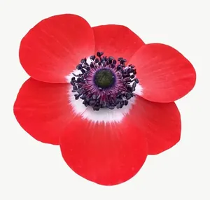 Red anemone flower PNG with transparent background, real photo cutout