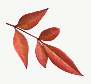 Red autumn leaf PNG with transparent background, real photo cutout