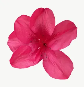 Red azalea flower PNG with transparent background, real photo cutout