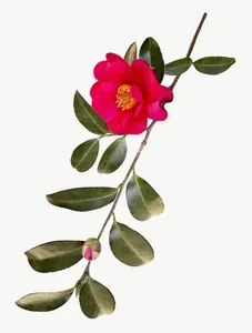 Red camellia branch flower PNG with transparent background, real photo cutout