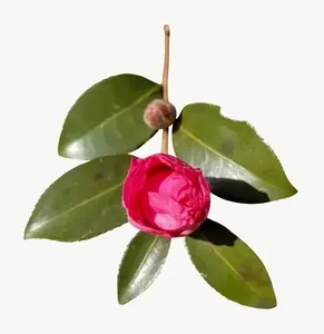 Red camellia bud, round PNG with transparent background, real photo cutout