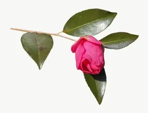 Red camellia bud, wide PNG with transparent background, real photo cutout