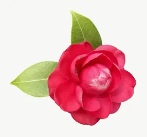 Red camellia flower PNG with transparent background, real photo cutout