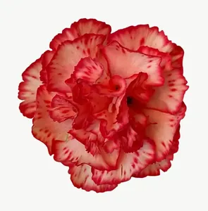 Red carnation flower PNG with transparent background, real photo cutout
