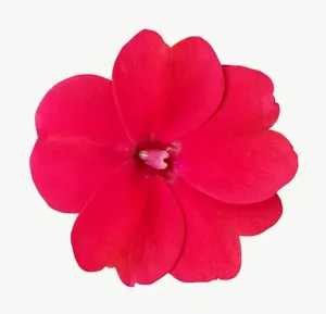 Red gerbera flower PNG with transparent background, real photo cutout
