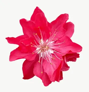 Red lily flower PNG with transparent background, real photo cutout