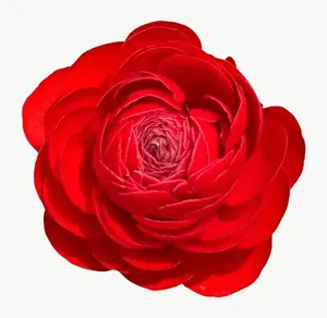 Red ranunculus flower PNG with transparent background, real photo cutout