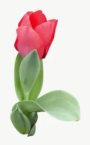 Red tulip flower, tall PNG with transparent background, real photo cutout
