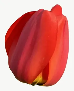 Red tulip flower, round PNG with transparent background, real photo cutout