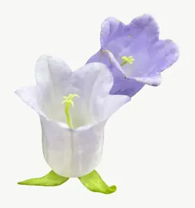 White bellflower PNG with transparent background, real photo cutout