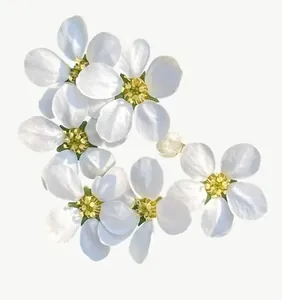 White blossom cluster flower PNG with transparent background, real photo cutout