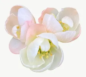 White blossom flower PNG with transparent background, real photo cutout