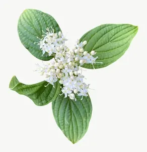 White blossom sprig flower, round PNG with transparent background, real photo cutout