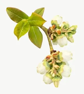 White blossom sprig flower, round, vivid PNG with transparent background, real photo cutout