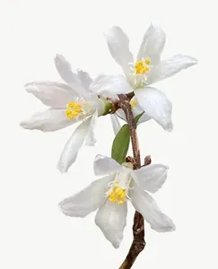 White blossom sprig flower, tall PNG with transparent background, real photo cutout