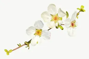White blossom sprig flower, wide PNG with transparent background, real photo cutout