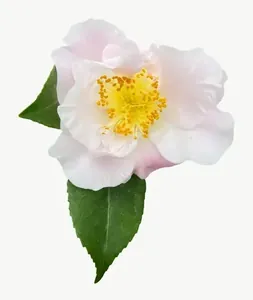 White camellia flower PNG with transparent background, real photo cutout