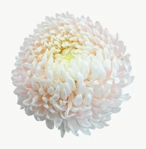 White chrysanthemum flower PNG with transparent background, real photo cutout