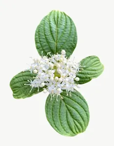 White clover flower PNG with transparent background, real photo cutout
