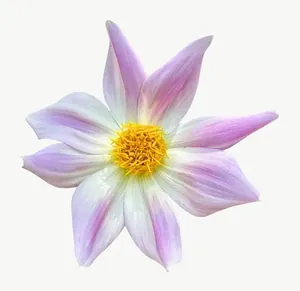 White cosmos flower, close-up PNG with transparent background, real photo cutout