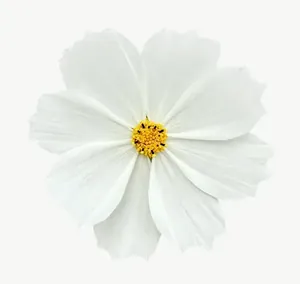 White cosmos flower, loosely framed PNG with transparent background, real photo cutout