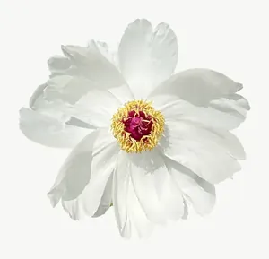 White cosmos flower, tall PNG with transparent background, real photo cutout