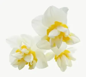 White daffodil flower, close-up PNG with transparent background, real photo cutout
