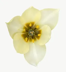 White daffodil flower, loosely framed PNG with transparent background, real photo cutout