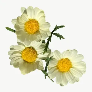 White daisy cluster flower PNG with transparent background, real photo cutout