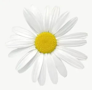 White daisy flower, pale PNG with transparent background, real photo cutout