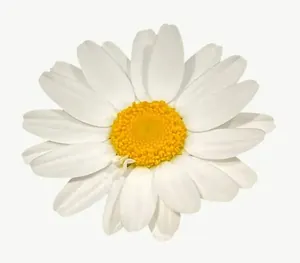 White daisy flower, close-up PNG with transparent background, real photo cutout
