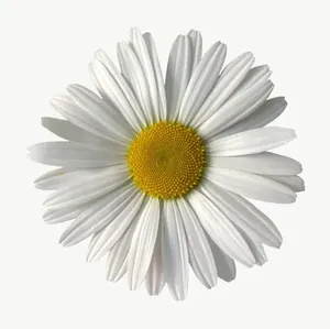 White daisy flower, loosely framed PNG with transparent background, real photo cutout