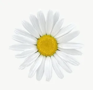 White daisy flower, tall PNG with transparent background, real photo cutout